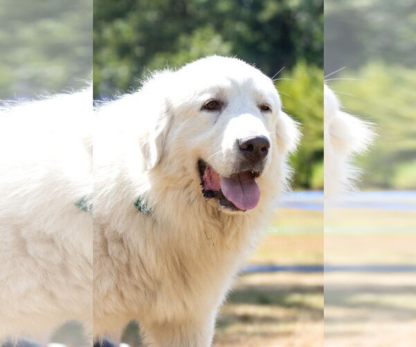 Medium Photo #5 Great Pyrenees Puppy For Sale in Croydon, NH, USA