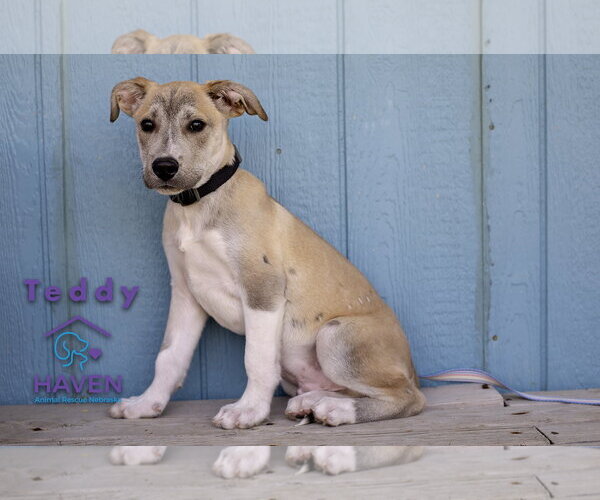 Medium Photo #3 Labrador Retriever-Unknown Mix Puppy For Sale in Omaha, NE, USA