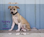 Small #2 Labrador Retriever Mix