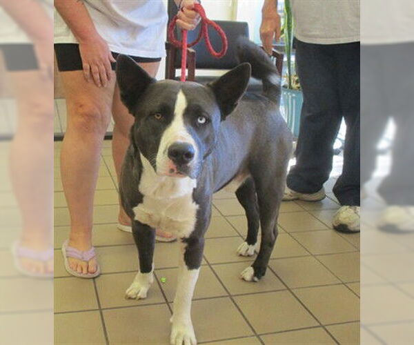 Medium Photo #1 American Pit Bull Terrier-Siberian Husky Mix Puppy For Sale in Ocala, FL, USA