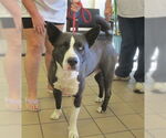 Small American Pit Bull Terrier-Siberian Husky Mix