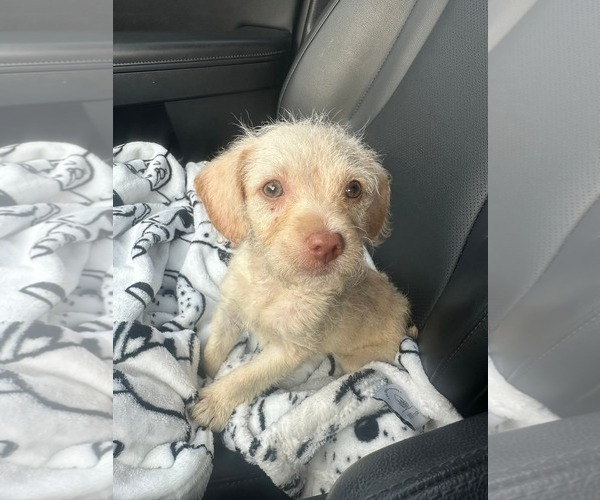 Medium Photo #1 Poodle (Miniature)-Unknown Mix Puppy For Sale in Holly Springs, NC, USA