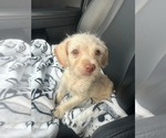 Small Poodle (Miniature) Mix