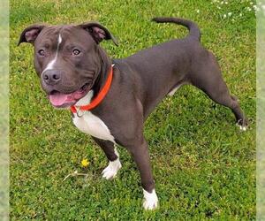 Mutt Dogs for adoption in Akron, OH, USA