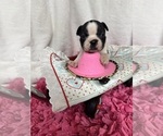 Small #2 Boston Terrier