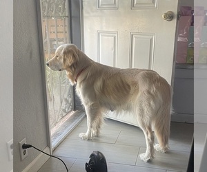 Mother of the English Cream Golden Retriever puppies born on 06/03/2025