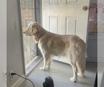 Small Photo #1 English Cream Golden Retriever Puppy For Sale in YUMA, AZ, USA