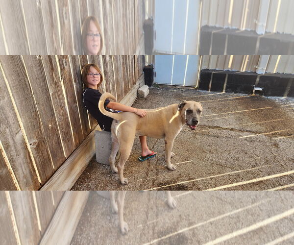 Medium Photo #3 Mastiff-Unknown Mix Puppy For Sale in Houston, TX, USA