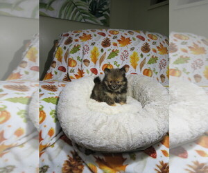 Pomeranian Puppy for sale in COOKEVILLE, TN, USA