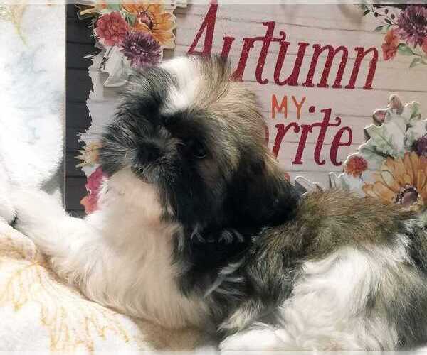 Medium Photo #1 Shih Tzu Puppy For Sale in O BRIEN, FL, USA