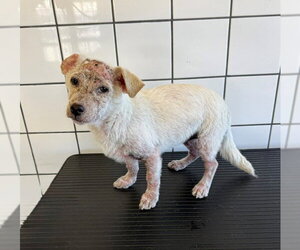Chihuahua Dogs for adoption in Downey, CA, USA