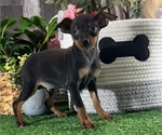 Small Miniature Pinscher