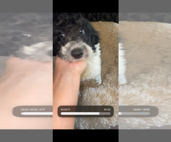 Medium Photo #3 Poodle (Standard) Puppy For Sale in COLUMBIA, SC, USA