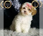 Puppy Winona F1B Maltipoo