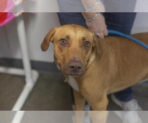 Labrador Retriever-Unknown Mix Dogs for adoption in Mountain Home, AR, USA