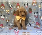 Small #8 Cavapoo