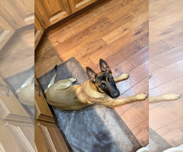 Medium Photo #2 Mutt Puppy For Sale in Imlay City, MI, USA