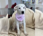 Small Photo #1 Mastiff Puppy For Sale in Albemarle, NC, USA