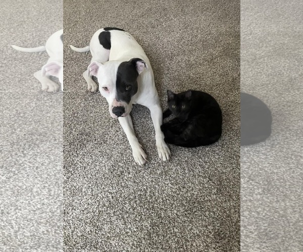 Medium Photo #4 American Pit Bull Terrier-Unknown Mix Puppy For Sale in Hinckley, IL, USA