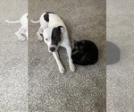 Small #3 American Pit Bull Terrier Mix