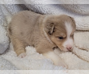 Australian Shepherd Puppy for sale in LAKELAND, FL, USA