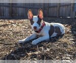 Small Photo #4 Mutt Puppy For Sale in Gretna, NE, USA