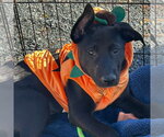 Small Photo #4 Shepradors Puppy For Sale in Minneapolis, MN, USA