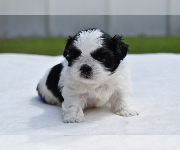 Medium Photo #3 Shih Tzu Puppy For Sale in PALM COAST, FL, USA