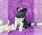 Small Photo #1 Akita Puppy For Sale in AIRVILLE, PA, USA