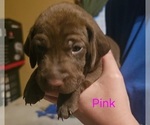 Puppy Pink German Shorthaired Pointer