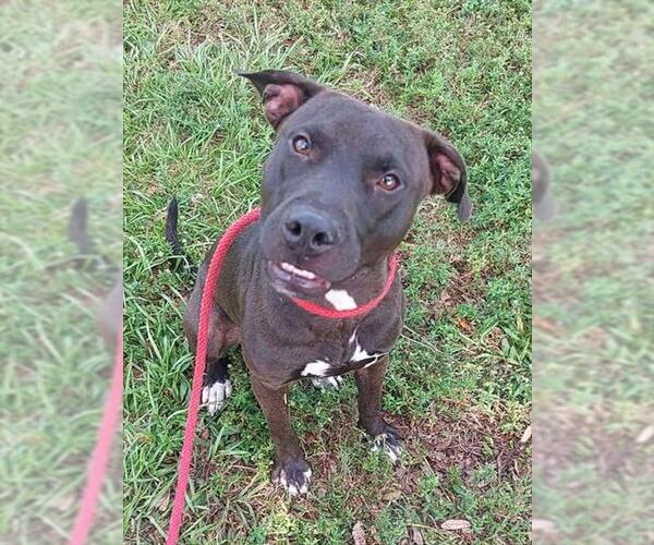 Medium Photo #1 American Staffordshire Terrier Puppy For Sale in Fort Lauderdale, FL, USA