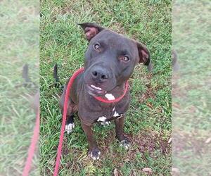 American Staffordshire Terrier Dogs for adoption in Fort Lauderdale, FL, USA