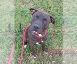 Small American Staffordshire Terrier