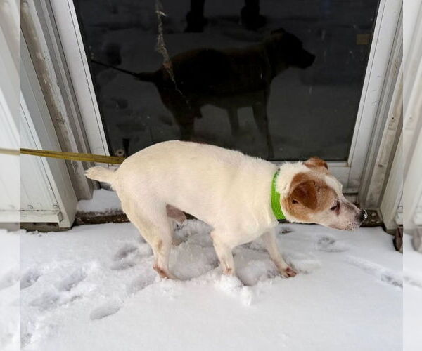 Medium Photo #4 Jack Russell Terrier Puppy For Sale in Buffalo, MN, USA