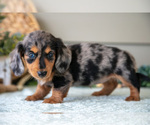 Small Photo #13 Dachshund Puppy For Sale in WILLARD, OH, USA