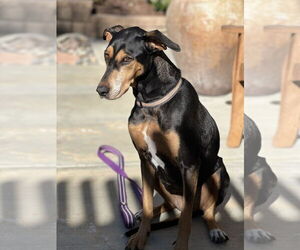 Doberman Pinscher-Unknown Mix Dogs for adoption in San Diego, CA, USA