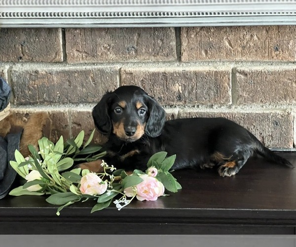 Medium Photo #3 Dachshund Puppy For Sale in NILES, MI, USA