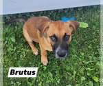 Small Black Mouth Cur Mix