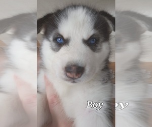 Siberian Husky Puppy for sale in MAGNA, UT, USA