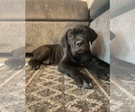 Small Photo #1 Cane Corso Puppy For Sale in FULLERTON, CA, USA