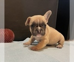 Small #4 French Bulldog