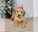 Small Golden Retriever
