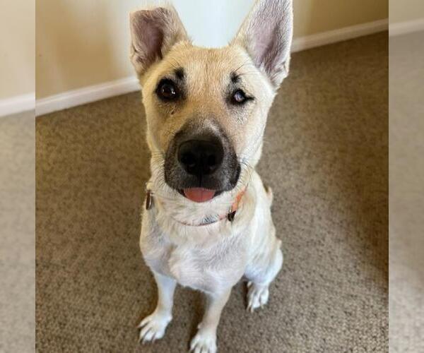 Medium Photo #17 Mutt Puppy For Sale in San Diego, CA, USA