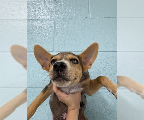 Medium Photo #1 Chihuahua-Unknown Mix Puppy For Sale in Temple, TX, USA