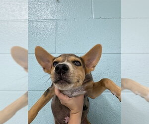 Chihuahua-Unknown Mix Dogs for adoption in Temple, TX, USA
