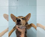 Small Chihuahua Mix