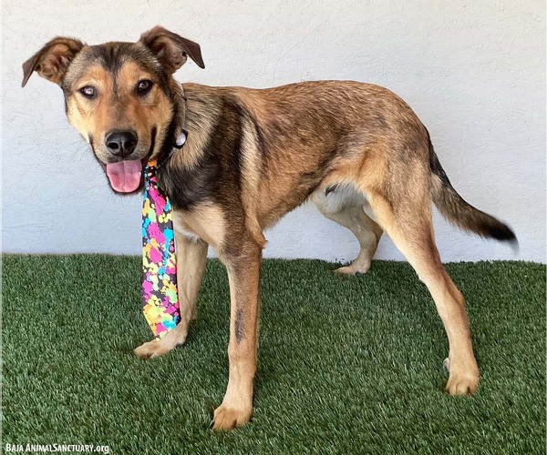 Medium Photo #7 Shepradors Puppy For Sale in San Diego, CA, USA