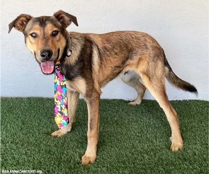 Brody - Male Shepradors Dog for Adoption - Photo #7