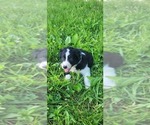 Small #1 Border Collie