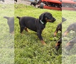 Small #3 Doberman Pinscher